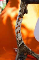/album/kepgaleria-faragasok/igp2847-jpg/